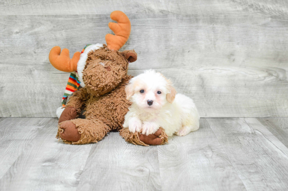 Energetic Cavalier Designer Puppy