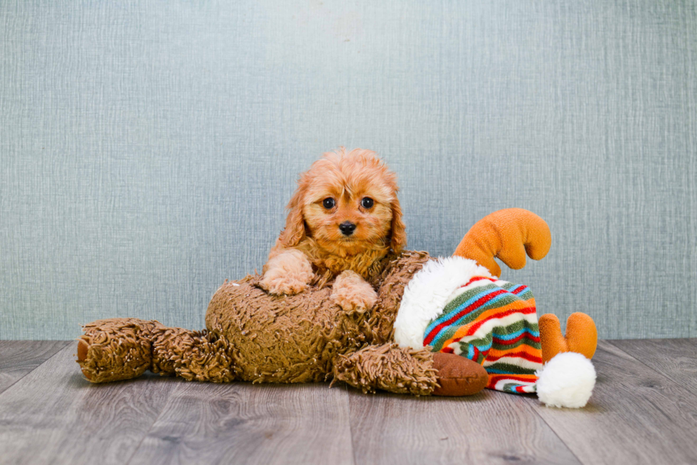 Cavapoo Puppy for Adoption