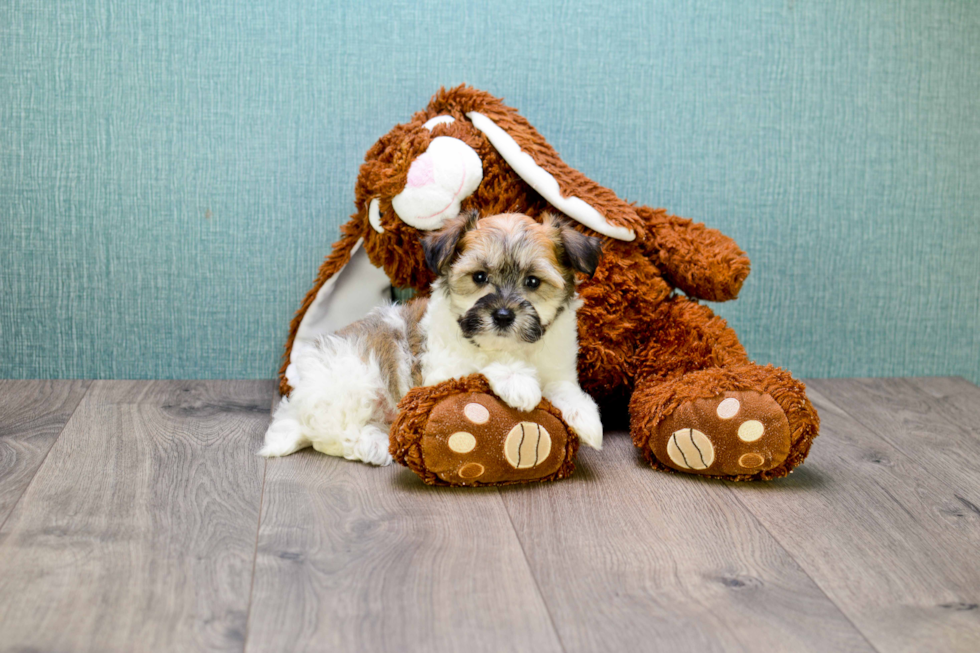 Friendly Havanese Purebred Pup