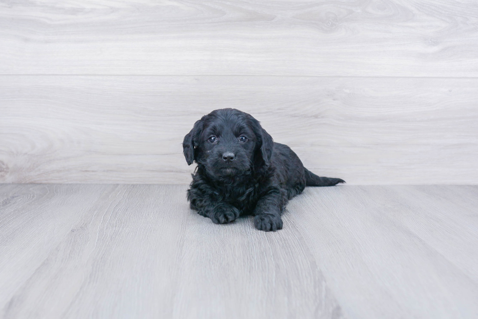 Mini Goldendoodle Pup Being Cute