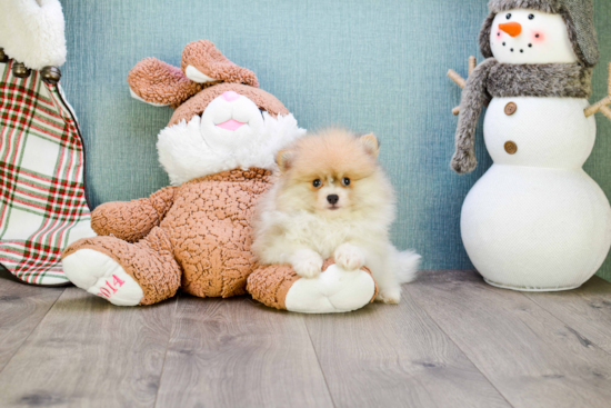 Hypoallergenic Pomeranian Baby