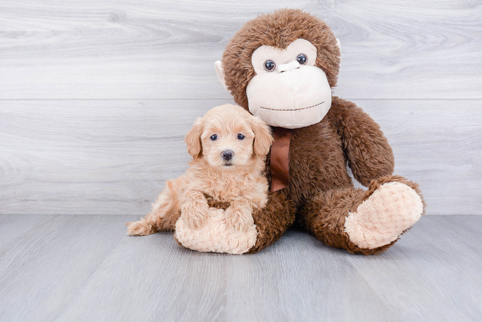 Friendly Maltipoo Baby