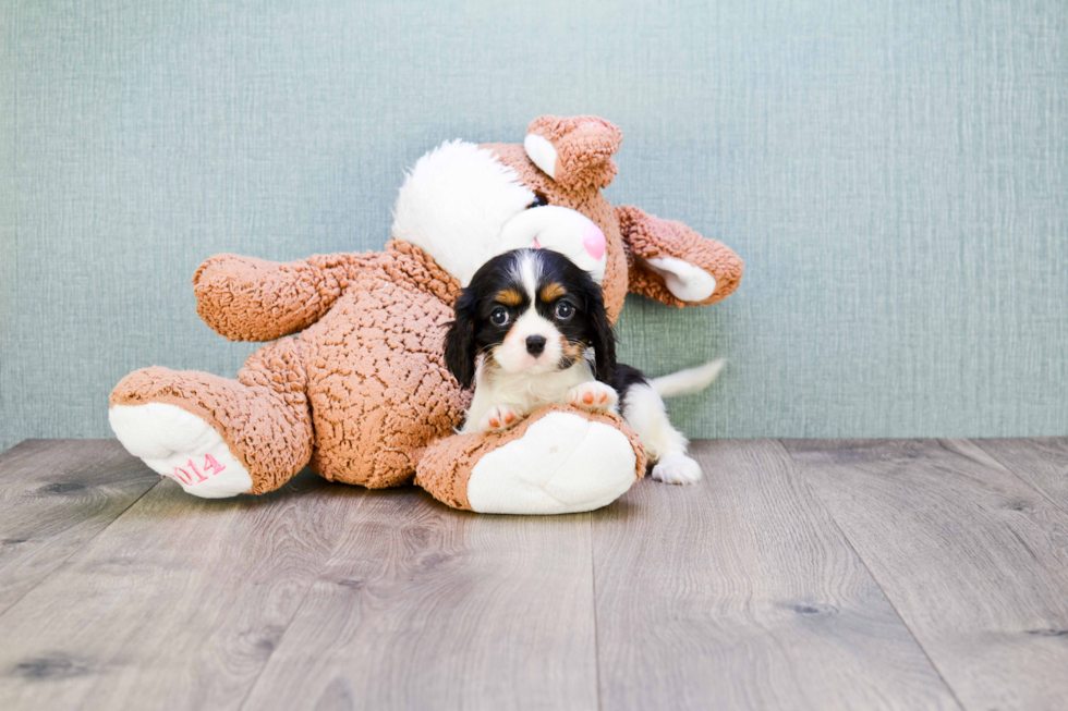 Best Cavalier King Charles Spaniel Baby