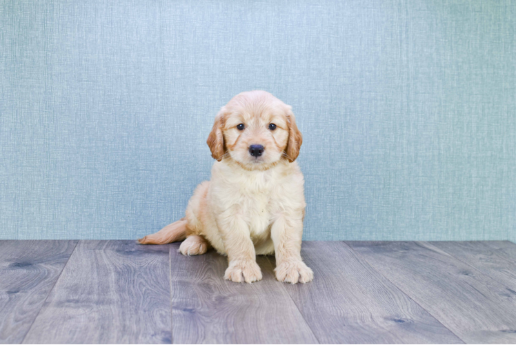 Mini Goldendoodle Pup Being Cute