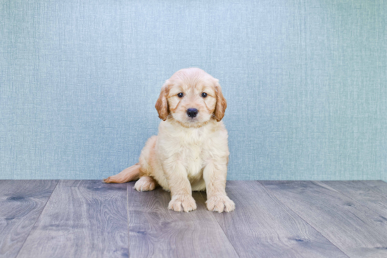 Mini Goldendoodle Pup Being Cute