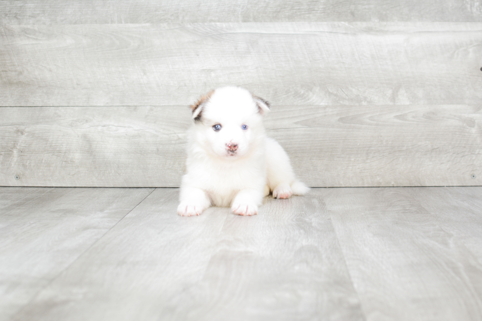 Adorable Mini Husky Designer Puppy