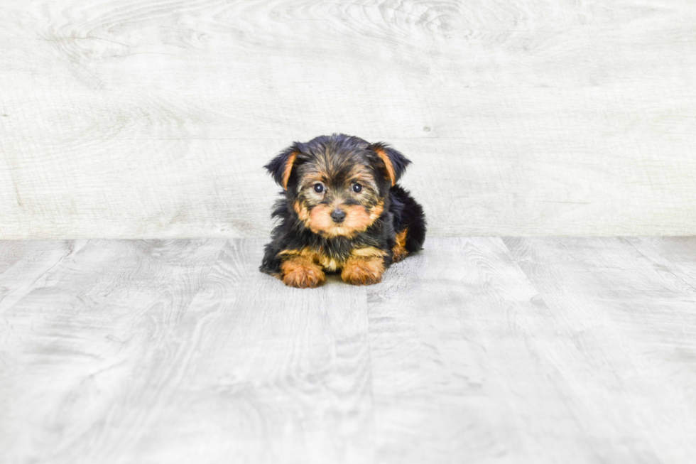 Meet Izzie - our Yorkshire Terrier Puppy Photo 