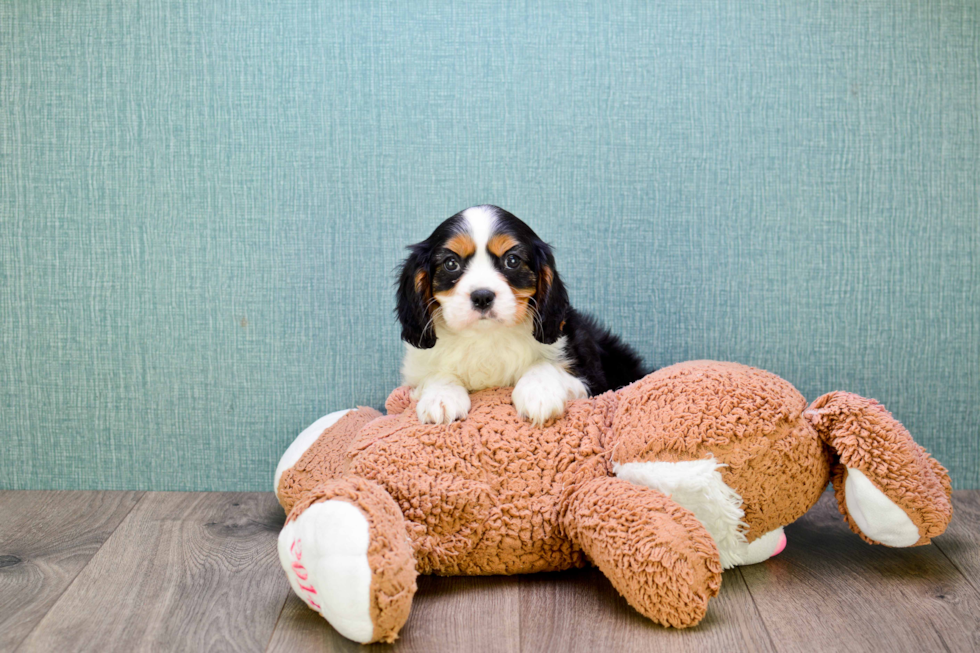 Cavalier King Charles Spaniel Pup Being Cute