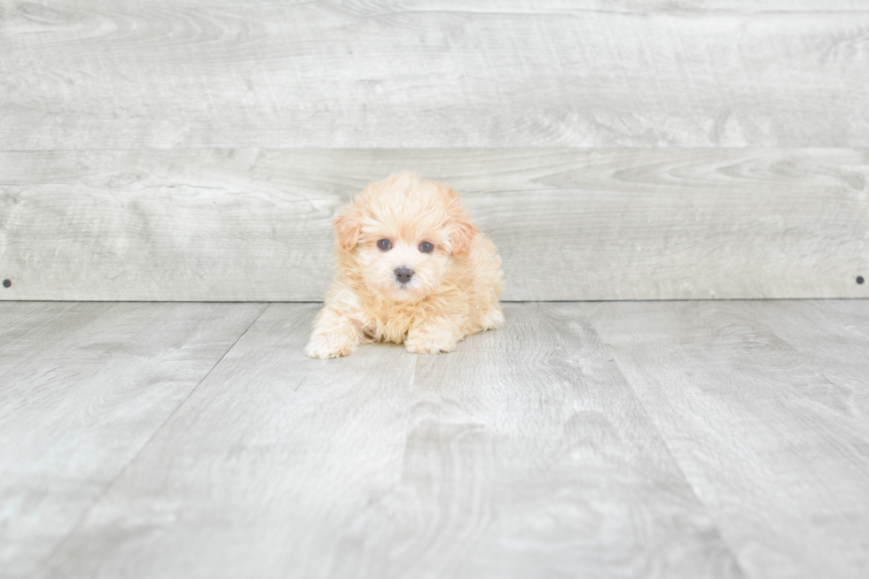 Energetic Maltese Poodle Poodle Mix Puppy