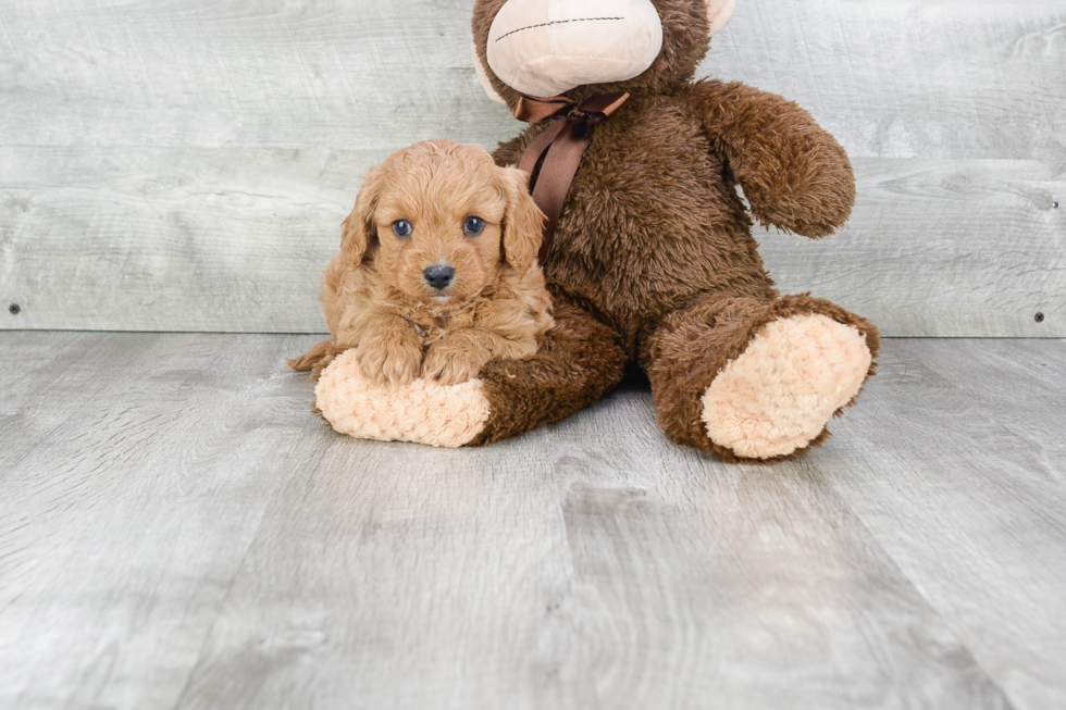 Happy Cavapoo Baby