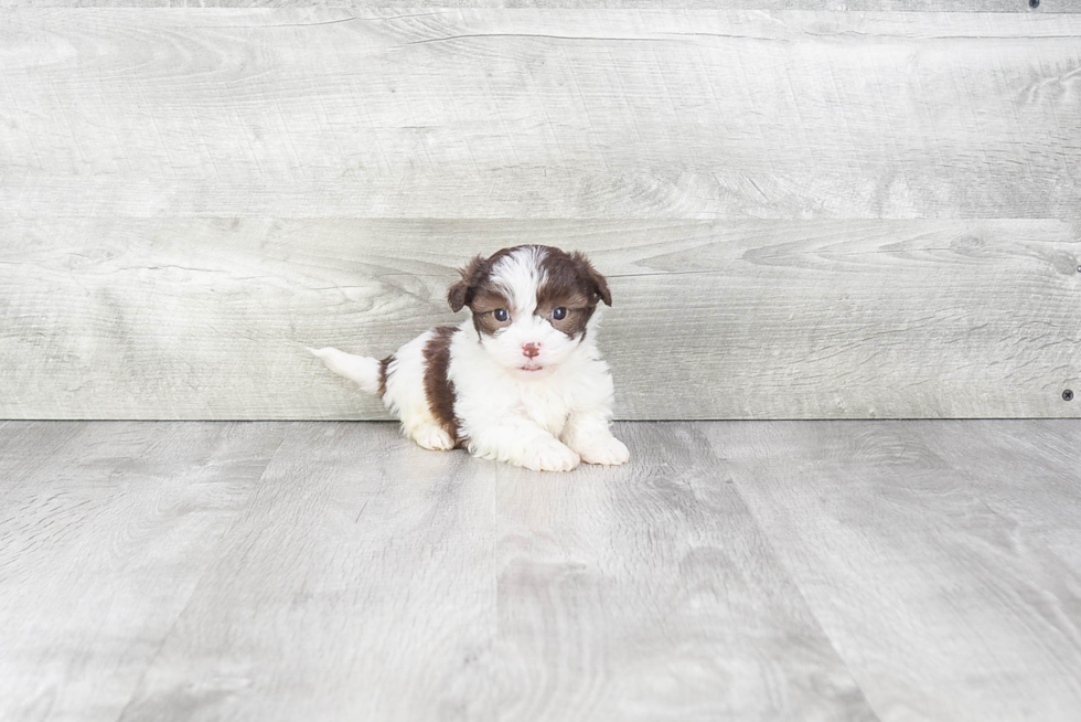 Havanese Puppy for Adoption