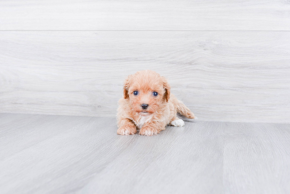 Friendly Havanese Baby