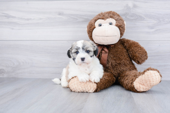 Havanese Pup Being Cute