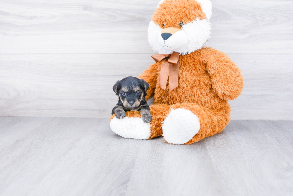 Yorkie Poo Puppy for Adoption