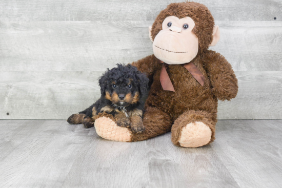 Friendly Mini Bernedoodle Baby