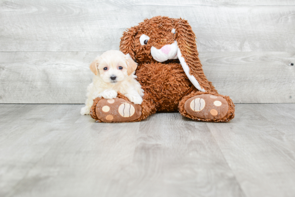 Maltipoo Pup Being Cute