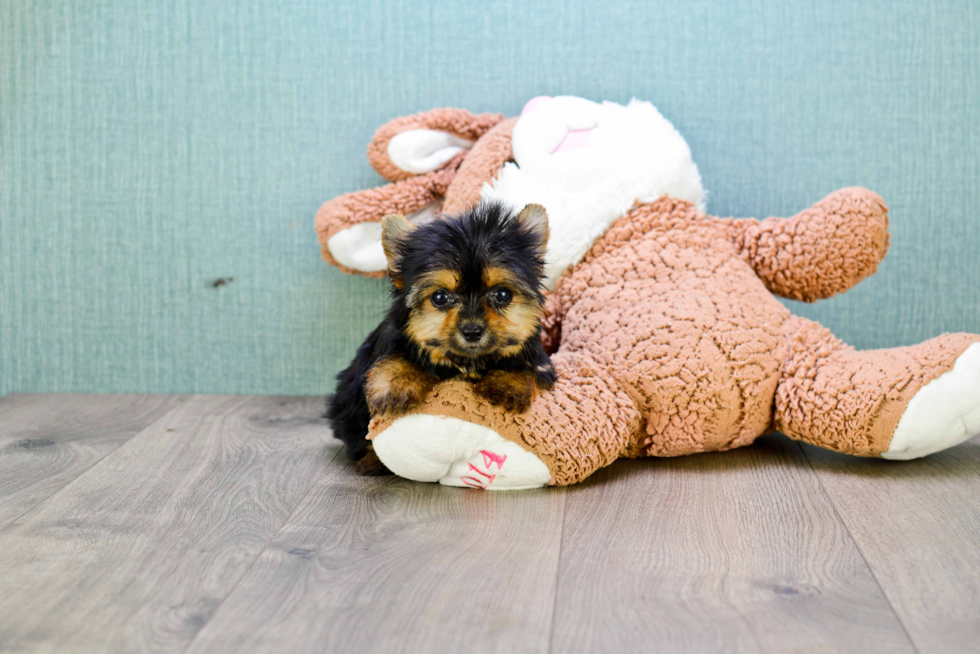 Meet Twinkle - our Yorkshire Terrier Puppy Photo 