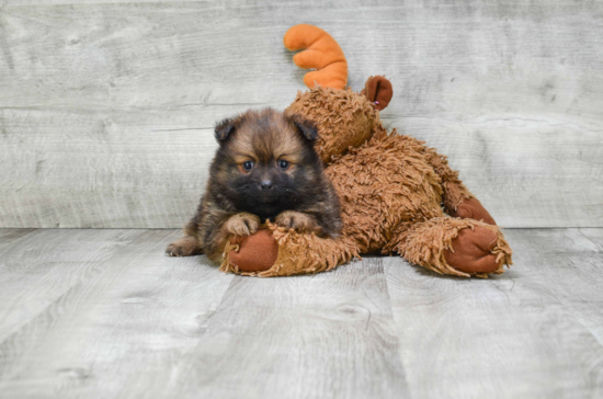 Adorable Pomeranian Purebred Puppy