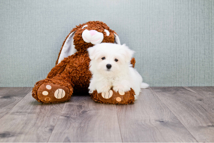 Friendly Maltese Baby