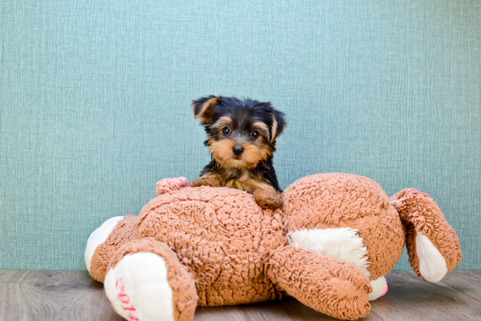 Meet Timmy - our Yorkshire Terrier Puppy Photo 