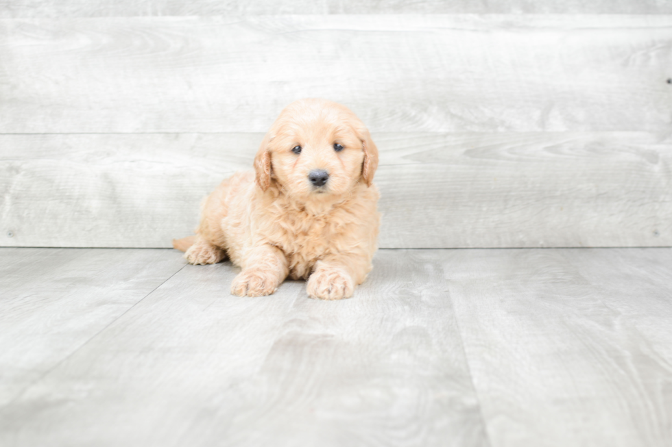 Best Mini Goldendoodle Baby