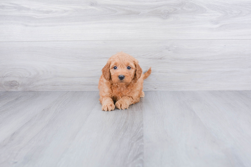 Little Golden Retriever Poodle Mix Puppy