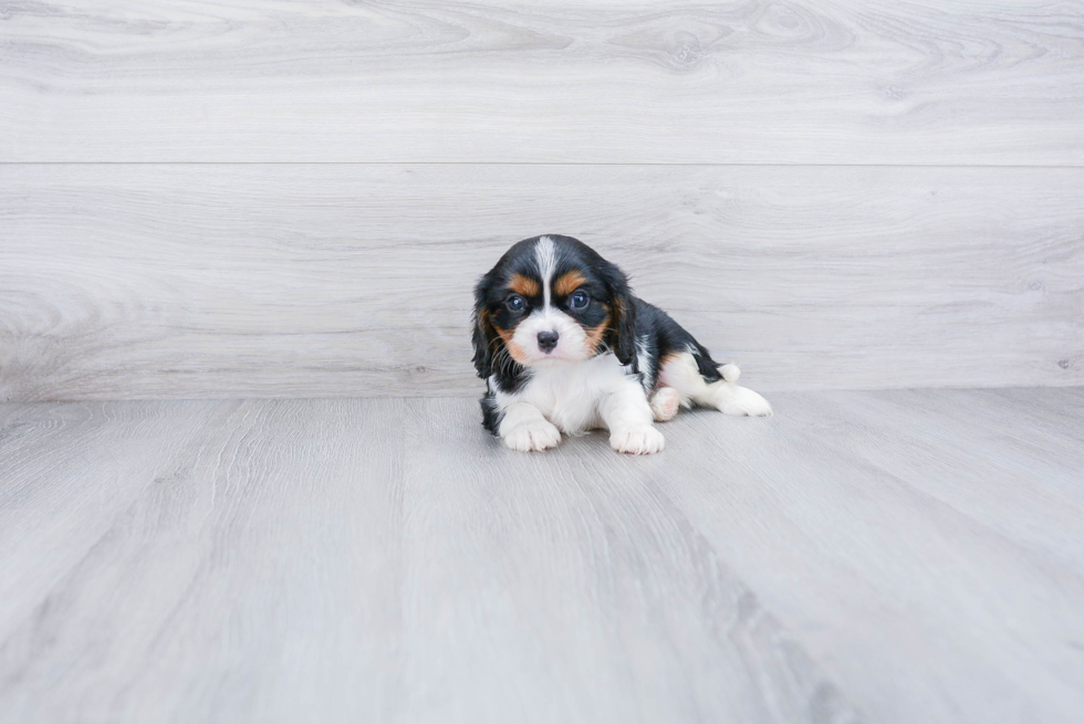 Cavalier King Charles Spaniel Pup Being Cute