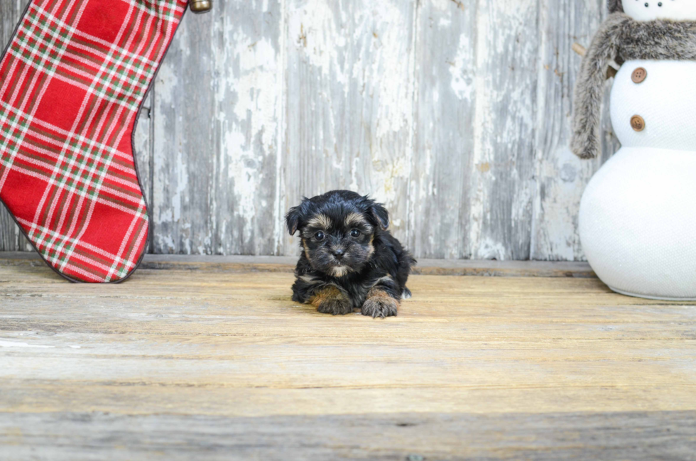 Small Morkie Baby