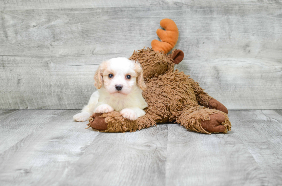 Hypoallergenic Cavalier Designer Puppy