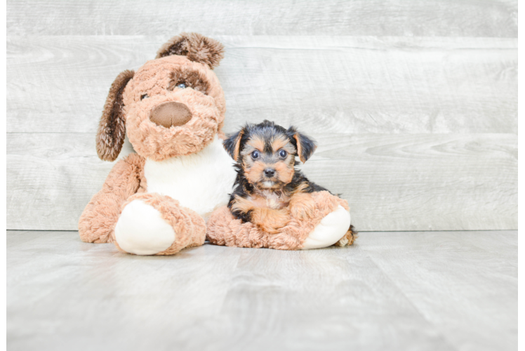 Popular Yorkie Poo Poodle Mix Pup