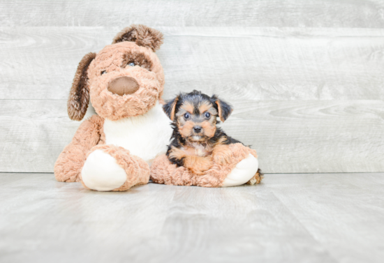 Popular Yorkie Poo Poodle Mix Pup