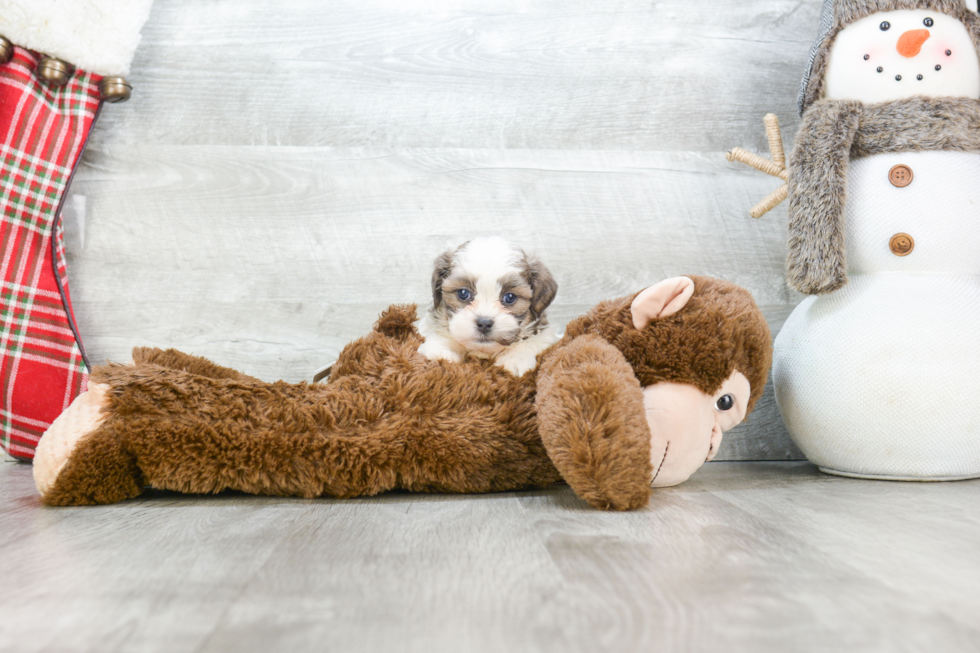 Teddy Bear Pup Being Cute