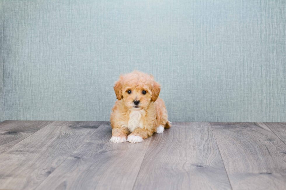 Smart Cavapoo Poodle Mix Pup