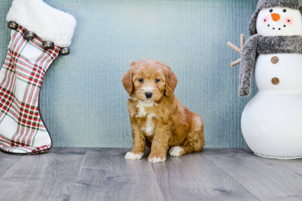 Energetic Golden Retriever Poodle Mix Puppy