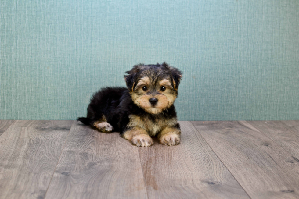 Sweet Morkie Baby