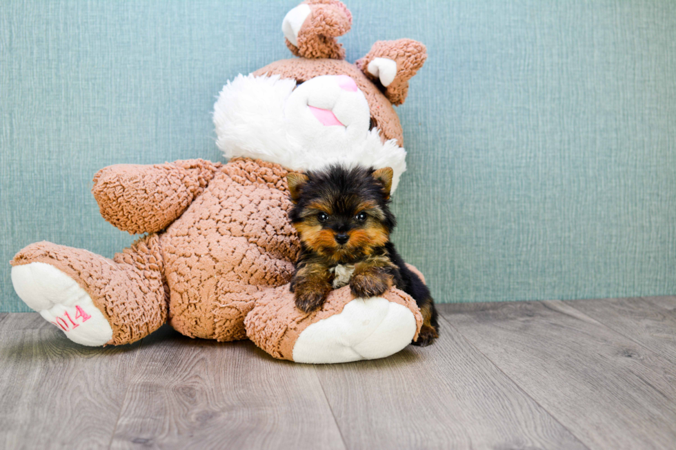 Meet Giselle - our Yorkshire Terrier Puppy Photo 