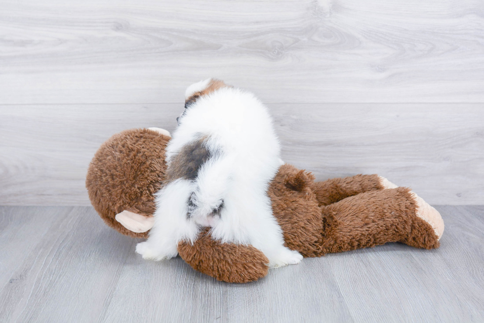 Playful Pomeranian Purebred Pup