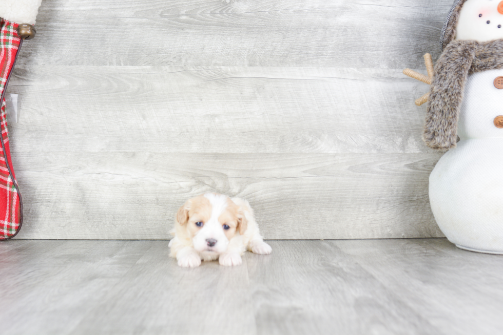 Happy Cavachon Baby