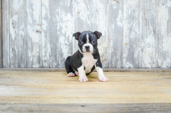 Boston Terrier Pup Being Cute