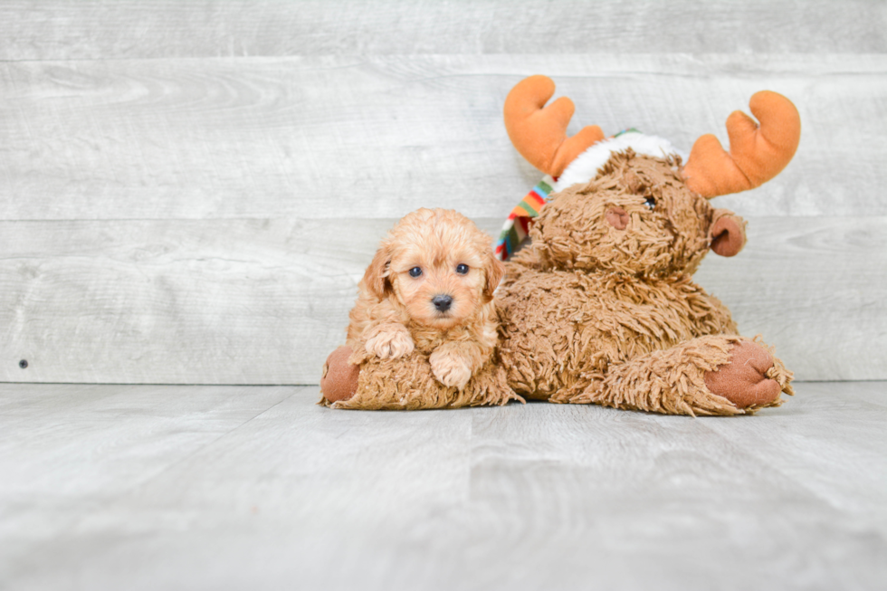 Best Cavapoo Baby