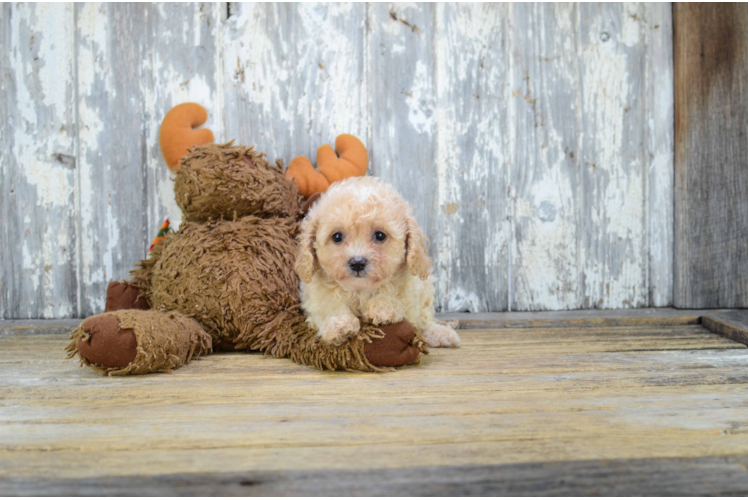 Cavapoo Pup Being Cute