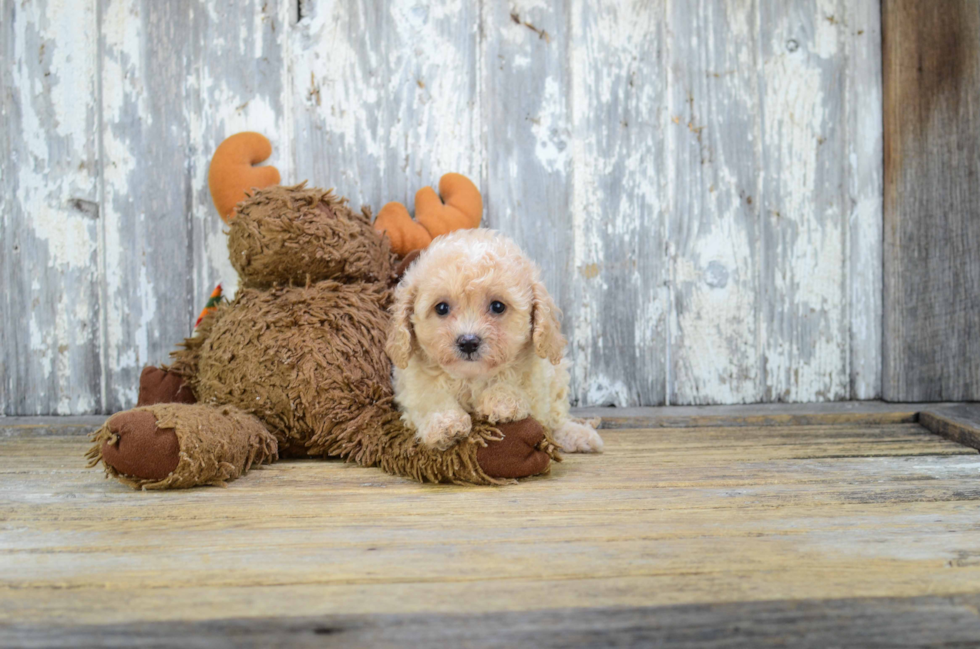 Cavapoo Pup Being Cute