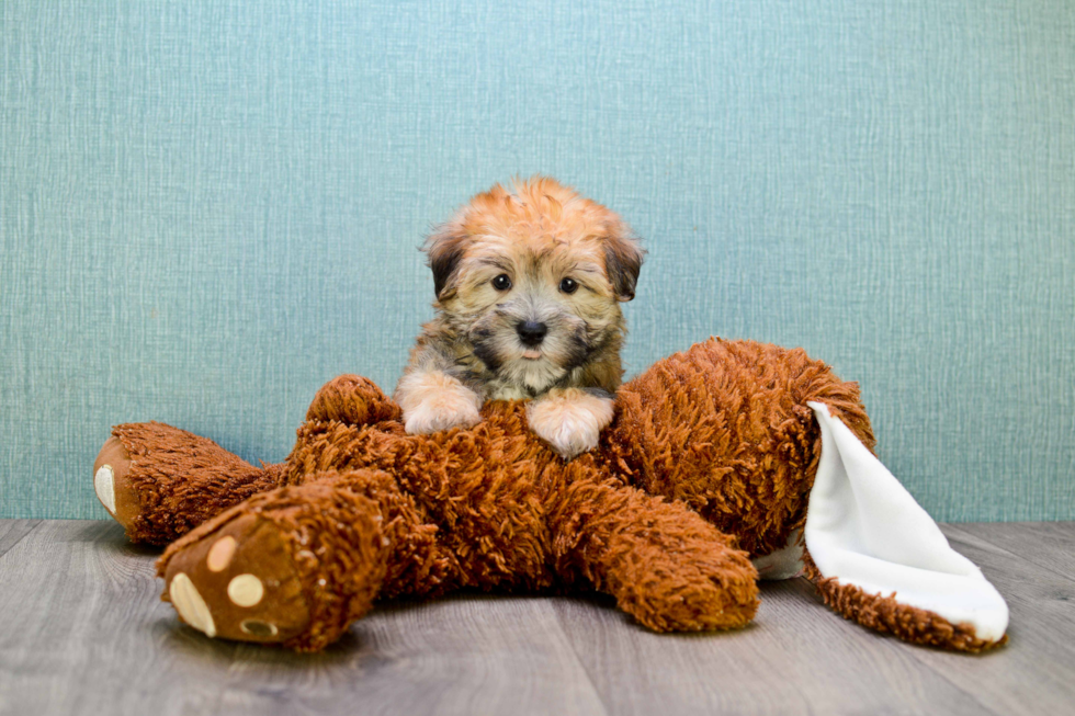 Morkie Puppy for Adoption