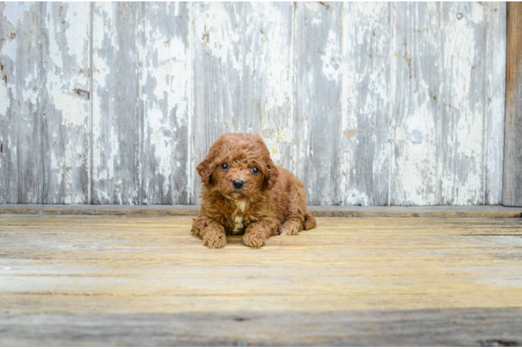 Smart Mini Goldendoodle Poodle Mix Pup