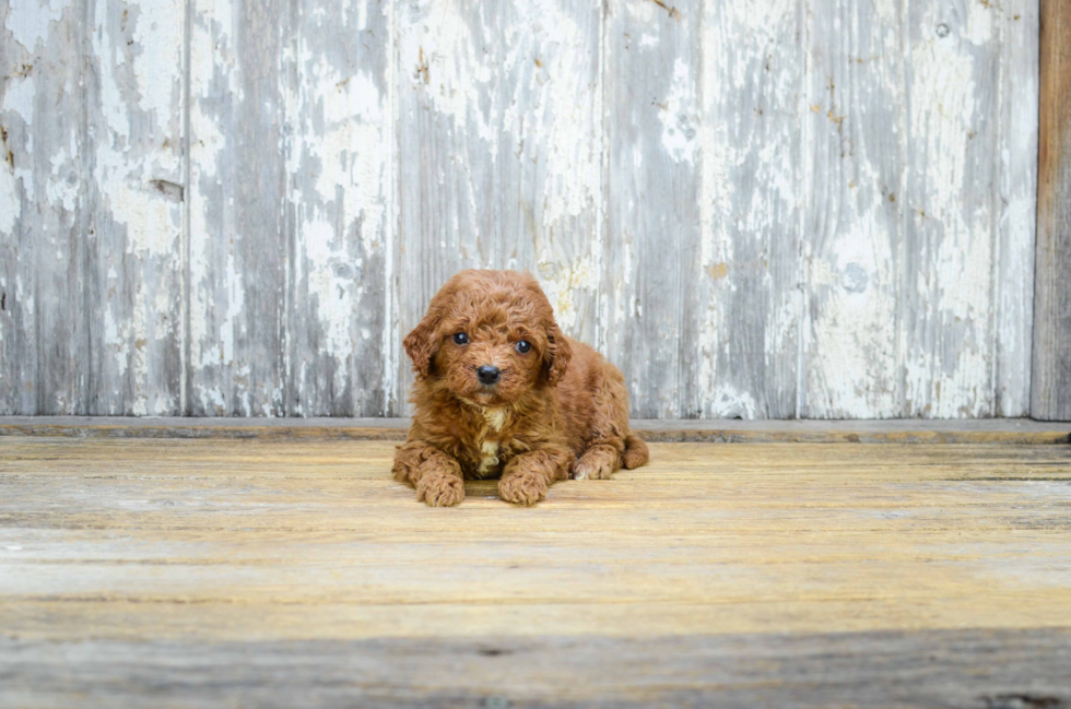 Smart Mini Goldendoodle Poodle Mix Pup