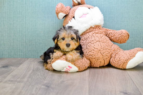 Adorable Yorkie Designer Puppy