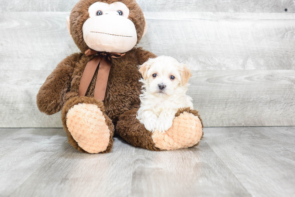 Maltipoo Pup Being Cute