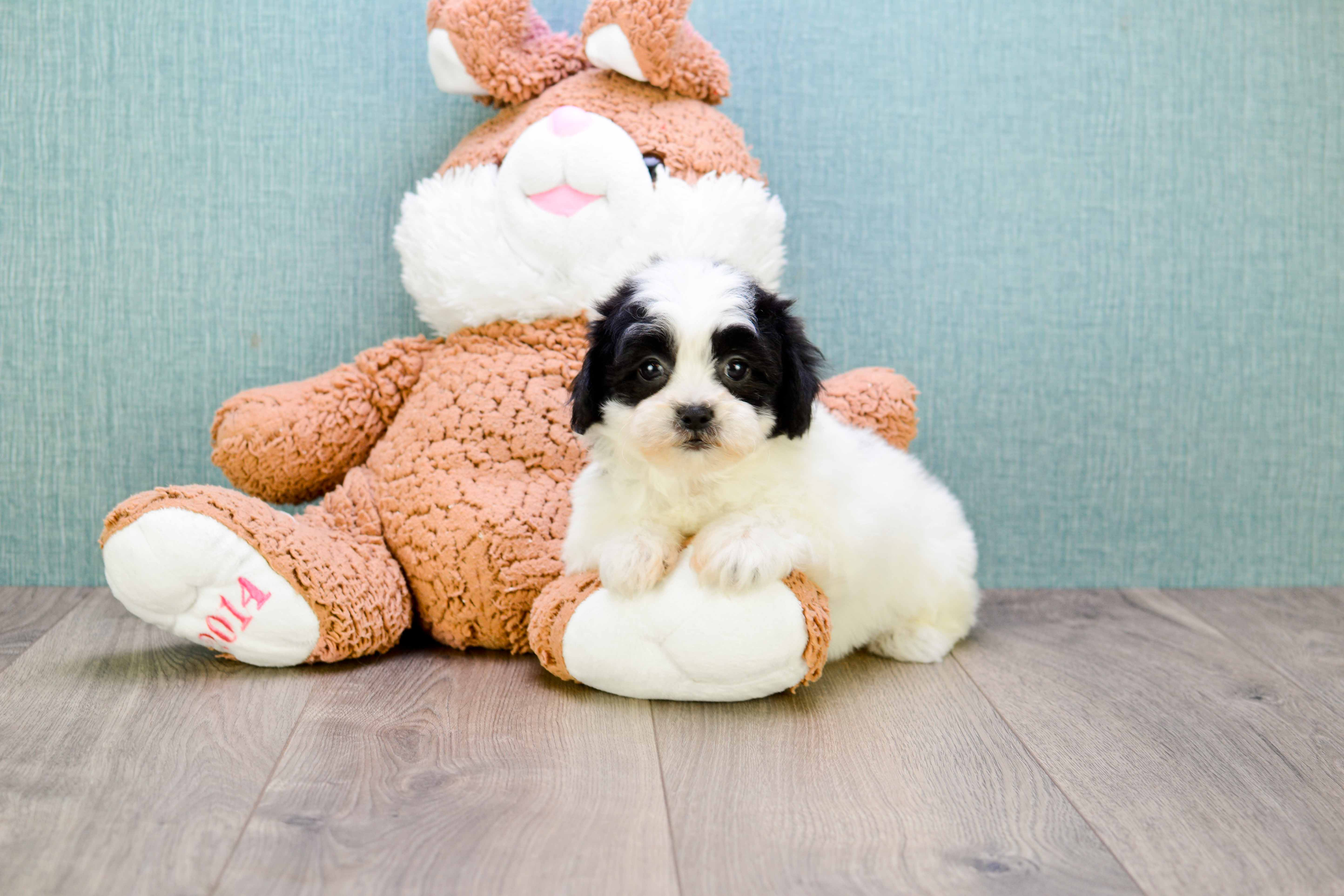 Best Teddy Bear Baby