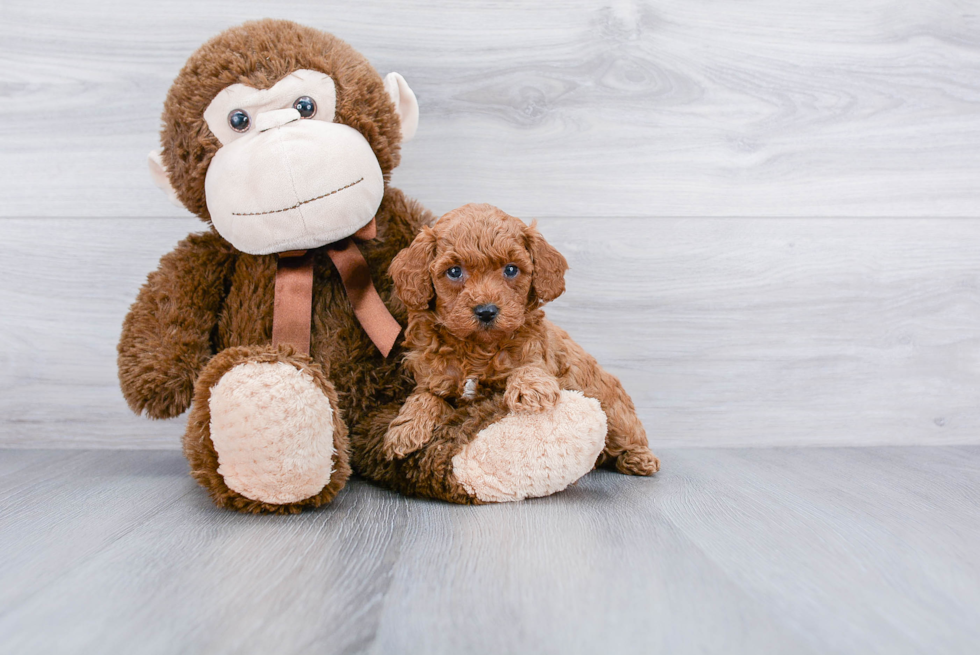 Adorable Golden Retriever Poodle Mix Puppy