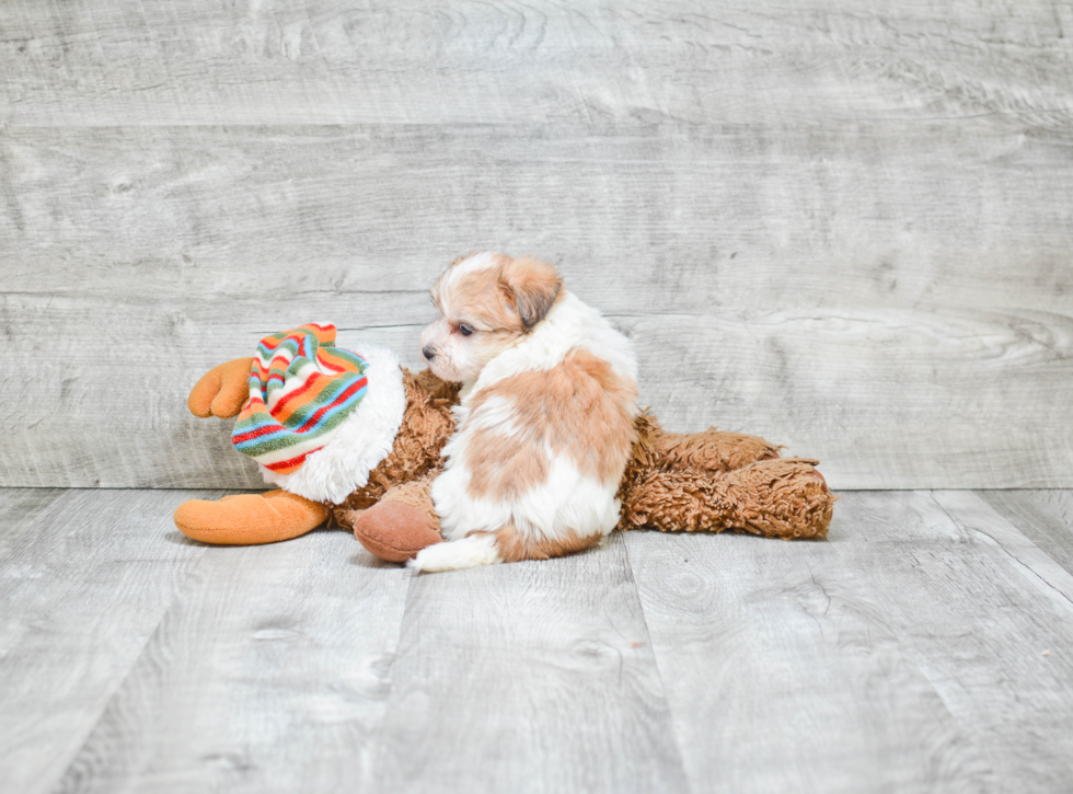 Morkie Pup Being Cute